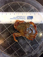 Image of Atlantic Rock Crab