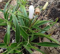 Image of Xerophyta adendorffii Behnke