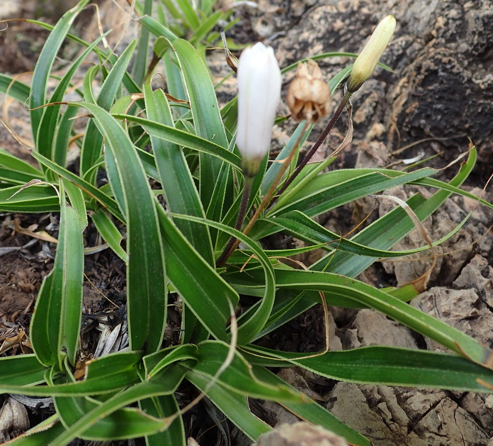 Image of Xerophyta adendorffii Behnke