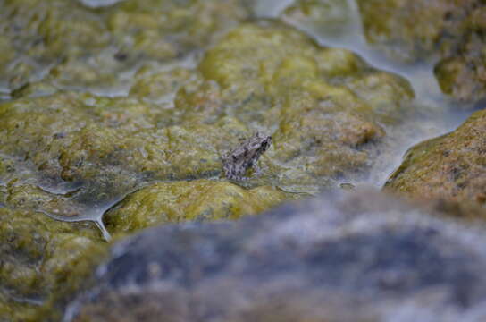 Image of Wiegmann's toad