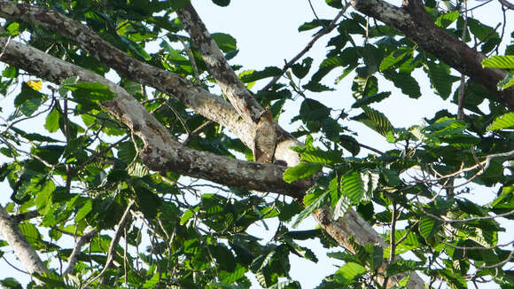 Nisaetus nanus (Wallace 1868) resmi