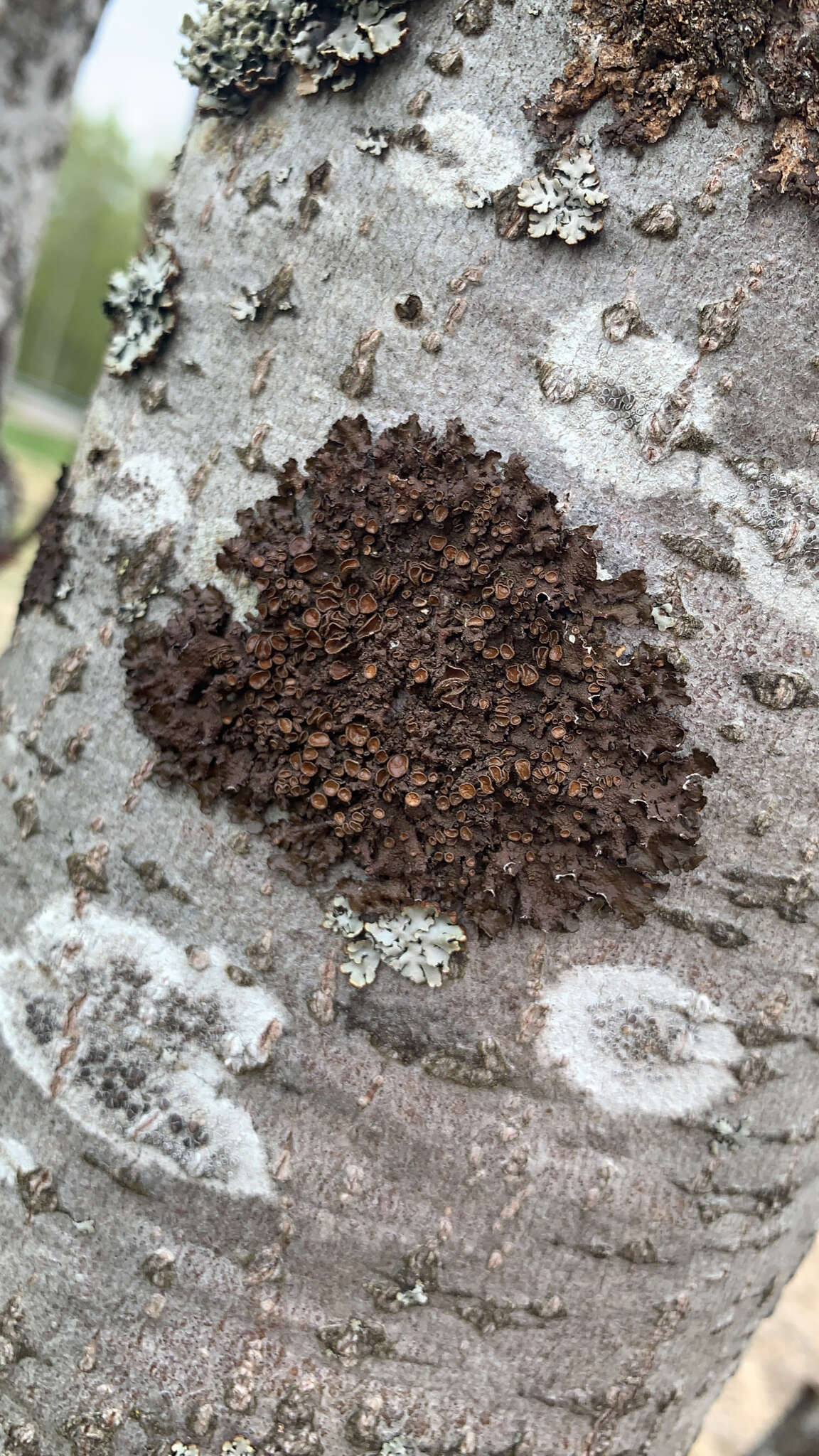 Image of melanelia lichen