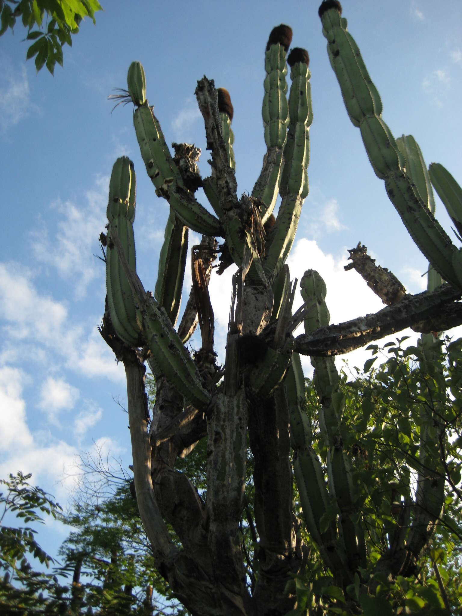 Image of Grenadier's Cap Cactus