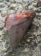 Image of Pine Devil Moth