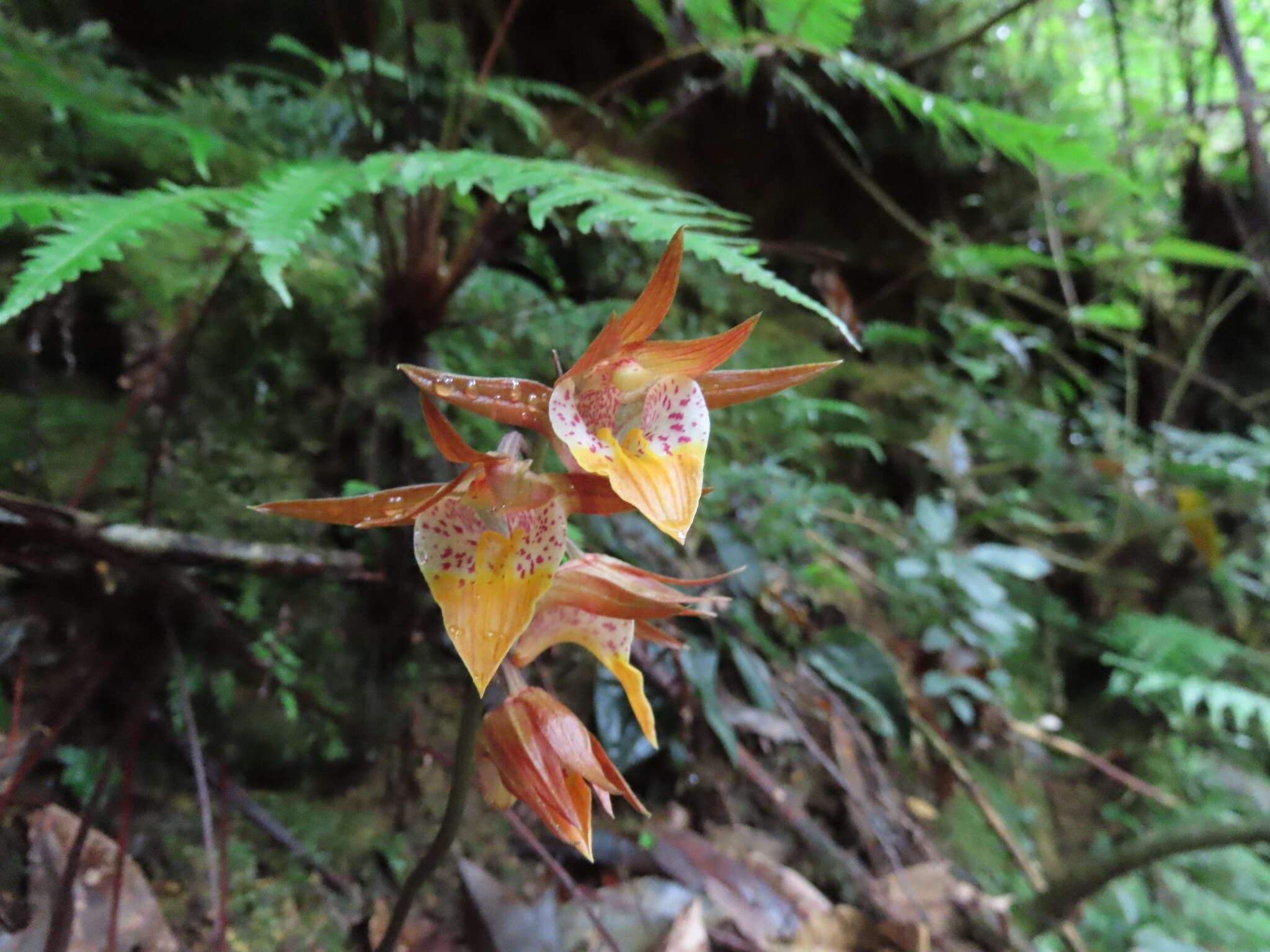 Imagem de Tainia cordifolia Hook. fil.