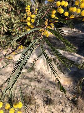 Imagem de Acacia pruinosa A. Cunn. ex Benth.