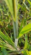 Image of witch grass