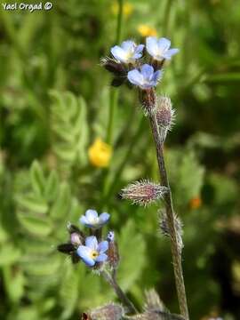 Image of Early Forget-me-not