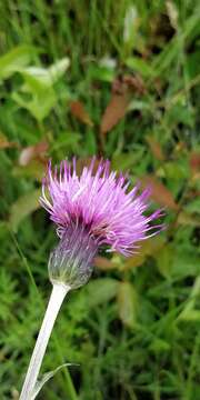 Image of meadow thistle