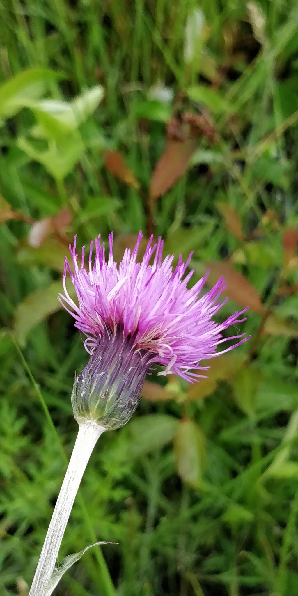 صورة Cirsium dissectum (L.) Hill