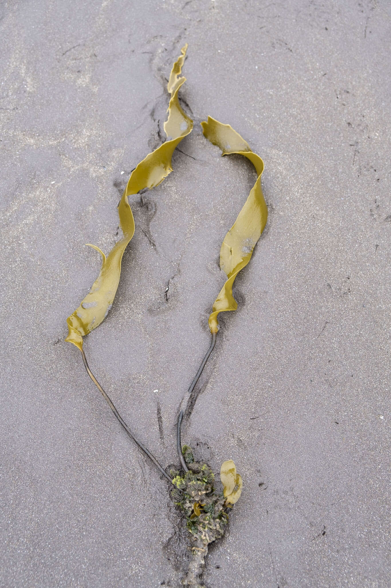 Image of Laminaria longipes Bory de Saint-Vincent 1826