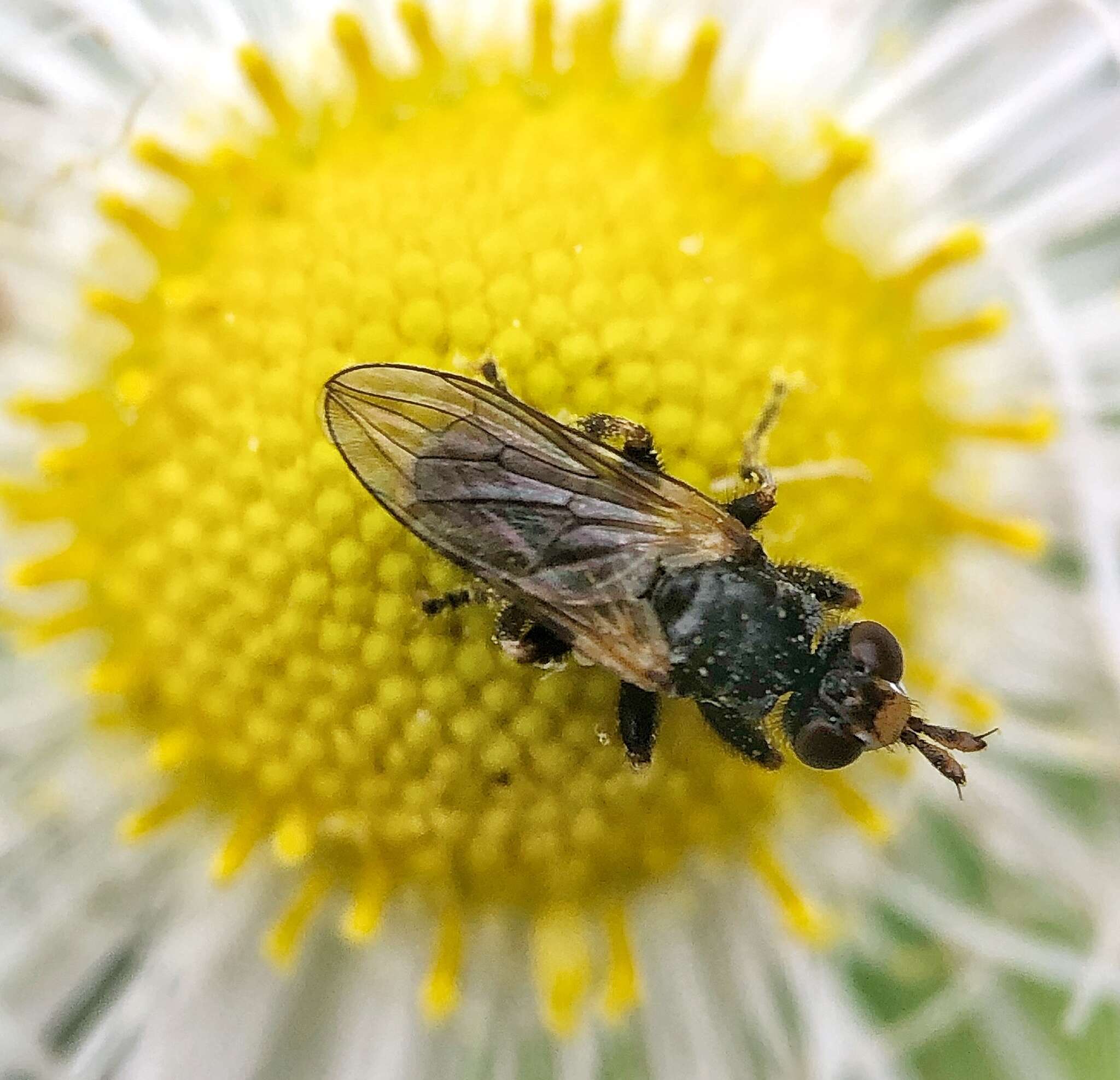 Imagem de Thecophora occidensis (Walker 1849)