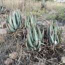 Image of Aloe gerstneri Reynolds