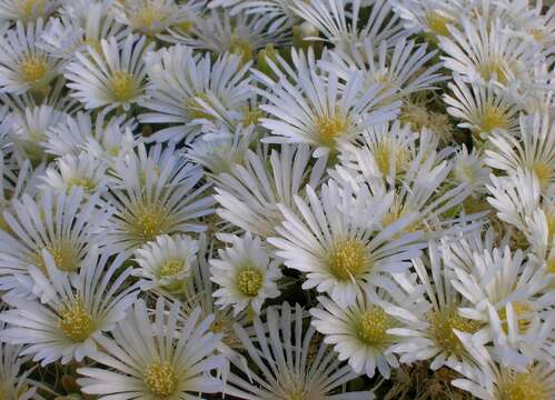 Image of Drosanthemum framesii L. Bol.