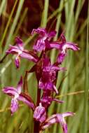 Image de Orchis de Traunsteiner