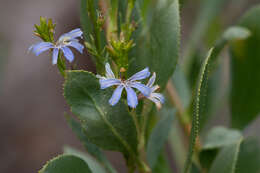 Image of Scaevola angustata R. C. Carolin