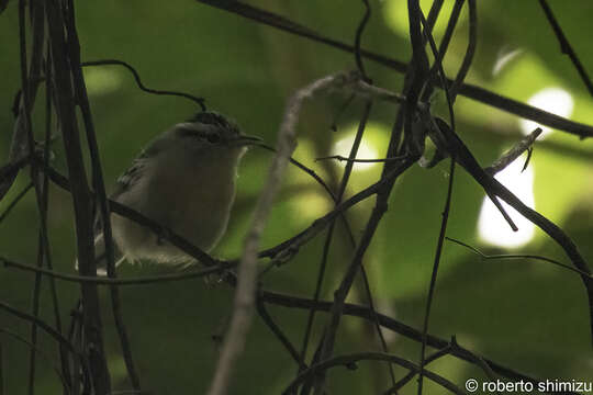 Image of Black-capped Antwren