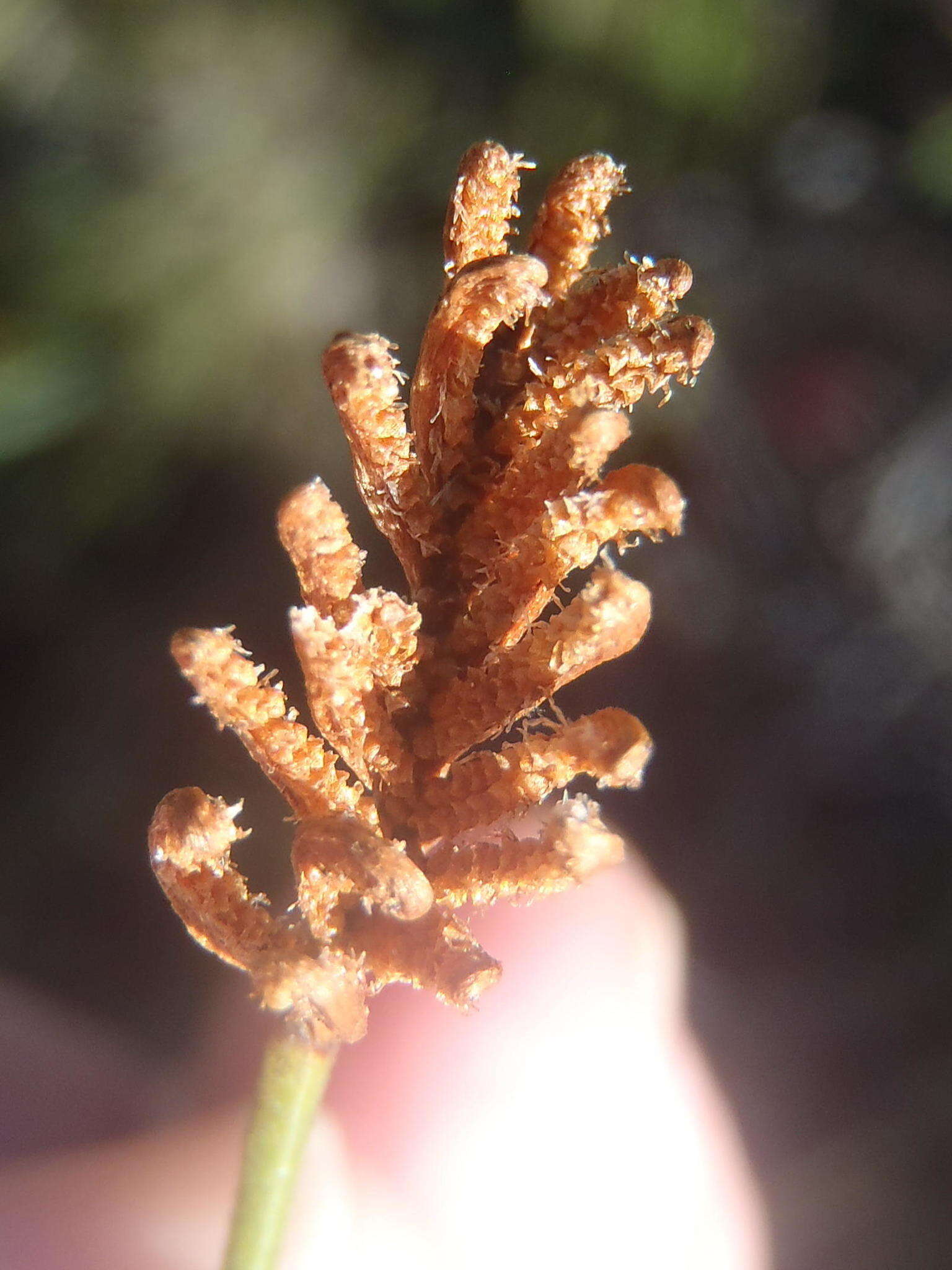 Imagem de Schizaea pectinata (L.) Sw.