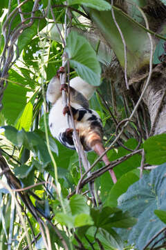 Imagem de Spilocuscus papuensis (Desmarest 1822)