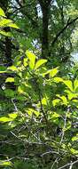 Image of Japanese elm