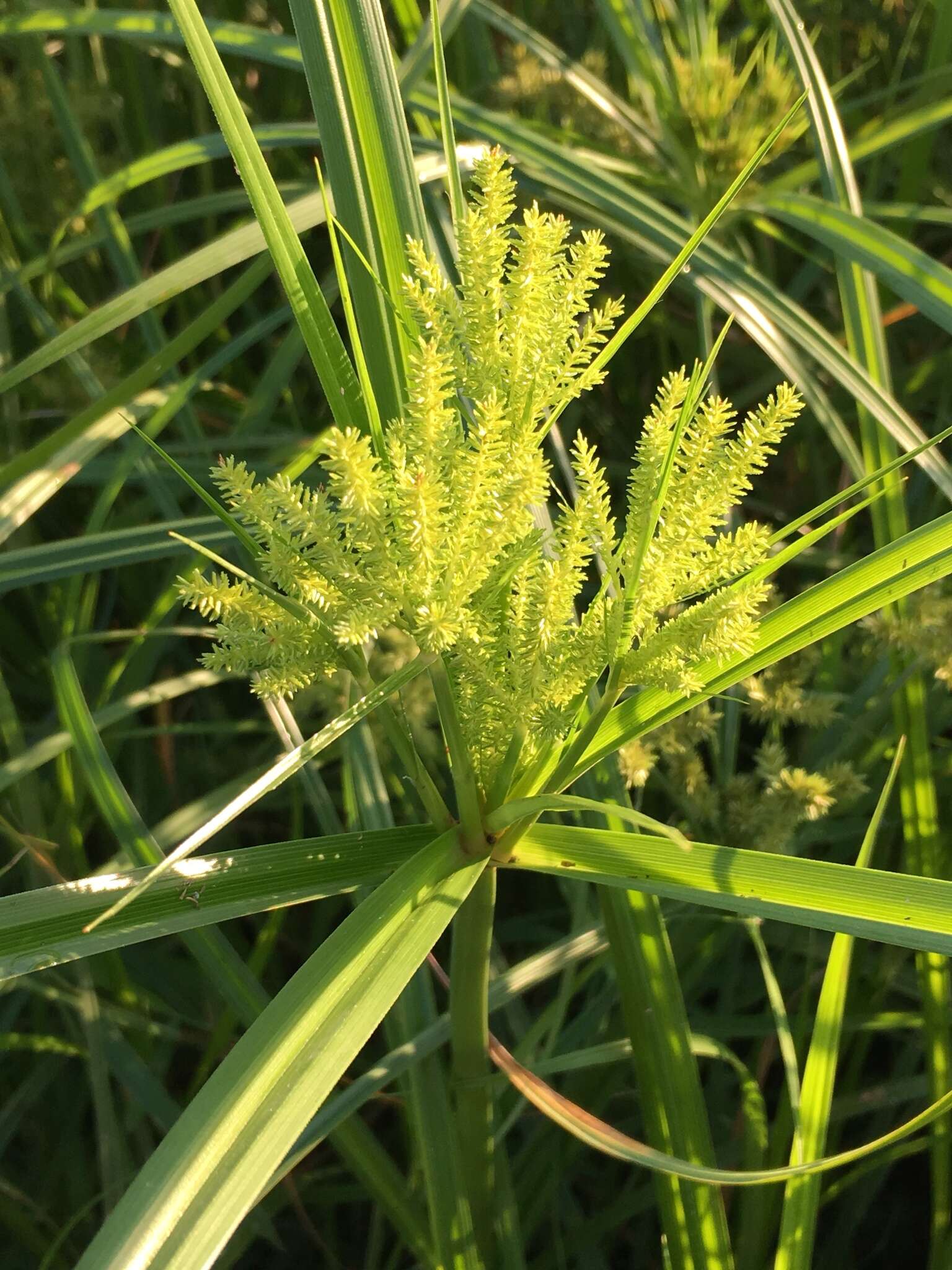 Image of Finger Flat Sedge