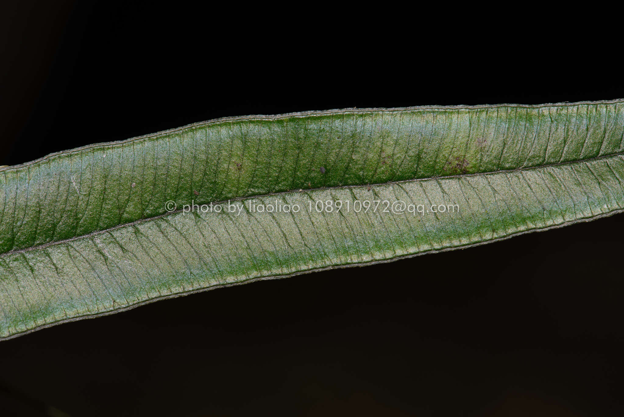 Image of Pteris insignis Mett. ex Kuhn