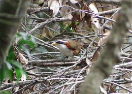 Image of White-browed Scimitar Babbler