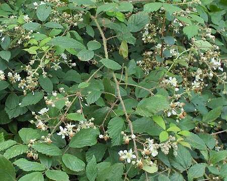 صورة Rubus diversus W. C. R. Watson