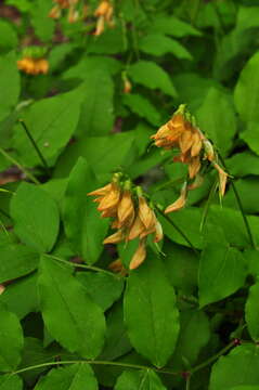 Image of Lathyrus aureus (Steven) D. Brandza