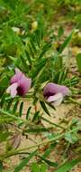 Imagem de Vicia lutea subsp. vestita (Boiss.) Rouy