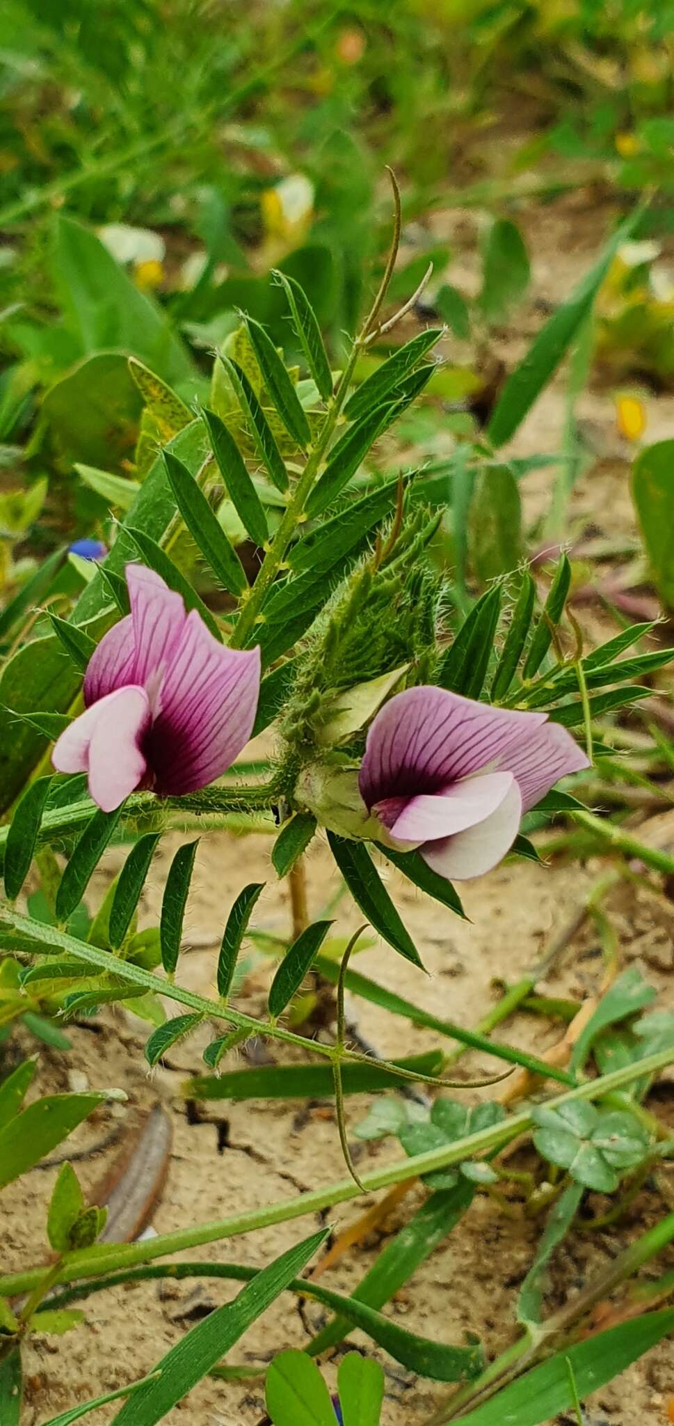 Imagem de Vicia lutea subsp. vestita (Boiss.) Rouy