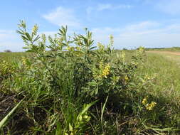 Image of Eriosema psoraleoides (Lam.) G. Don