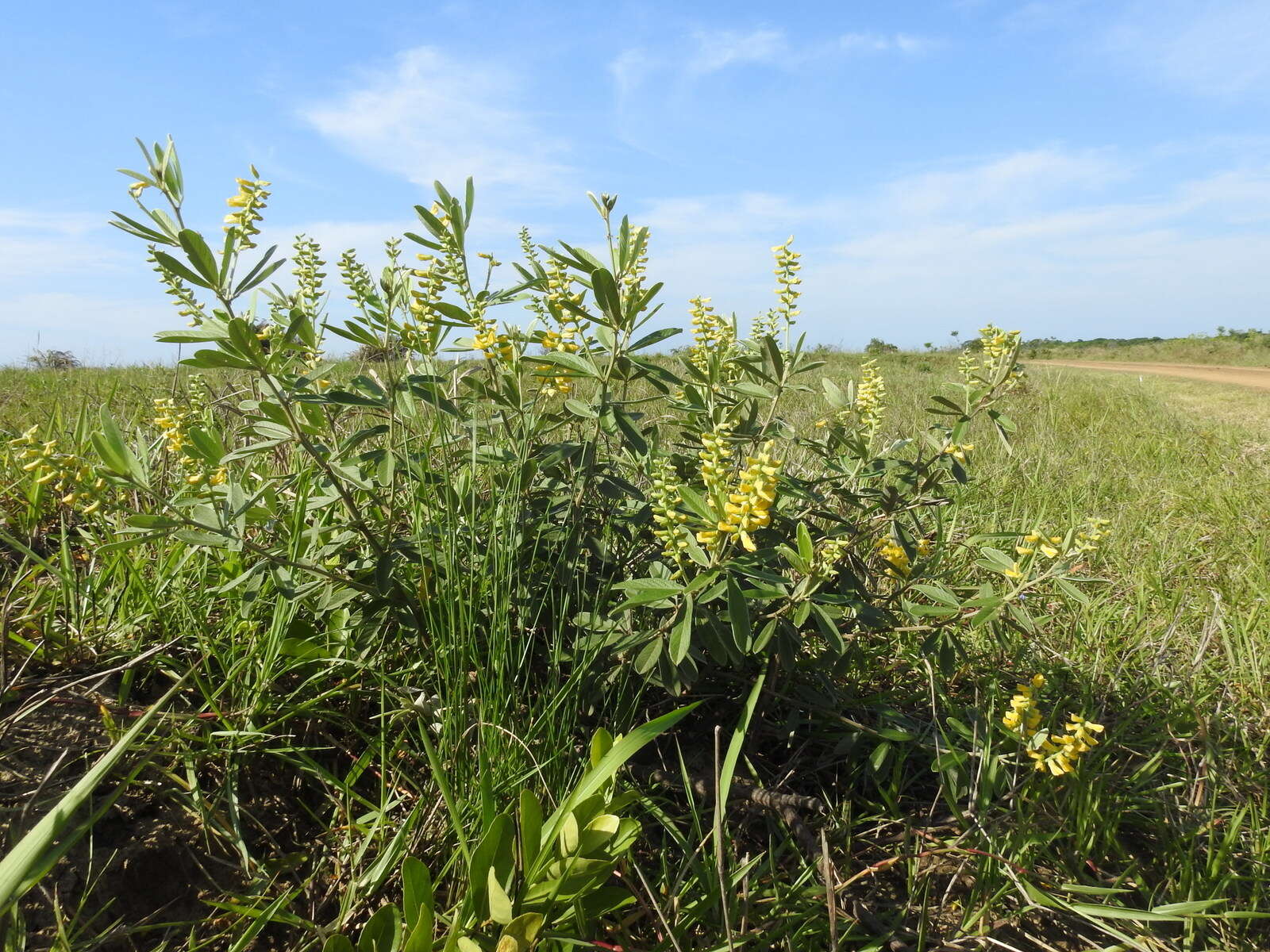 Image of Eriosema psoraleoides (Lam.) G. Don