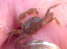 Image of burrow pea crab