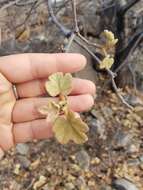 Imagem de Brachychiton chillagoensis G. P. Guymer