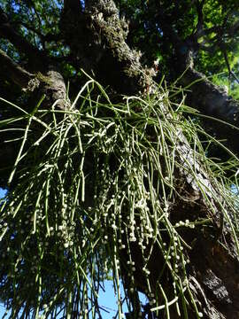 Слика од Rhipsalis baccifera subsp. shaferi (Britton & Rose) Barthlott & N. P. Taylor