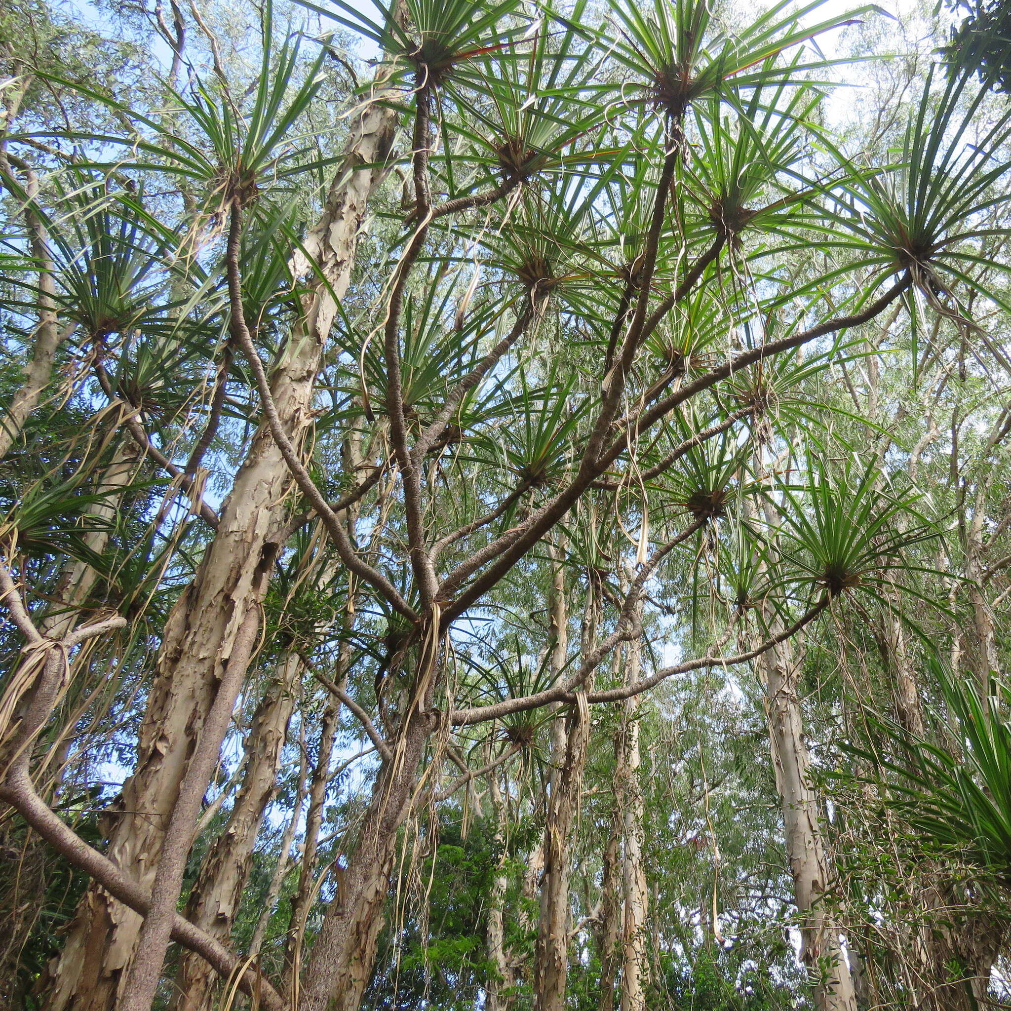 Image of Cook's pandan