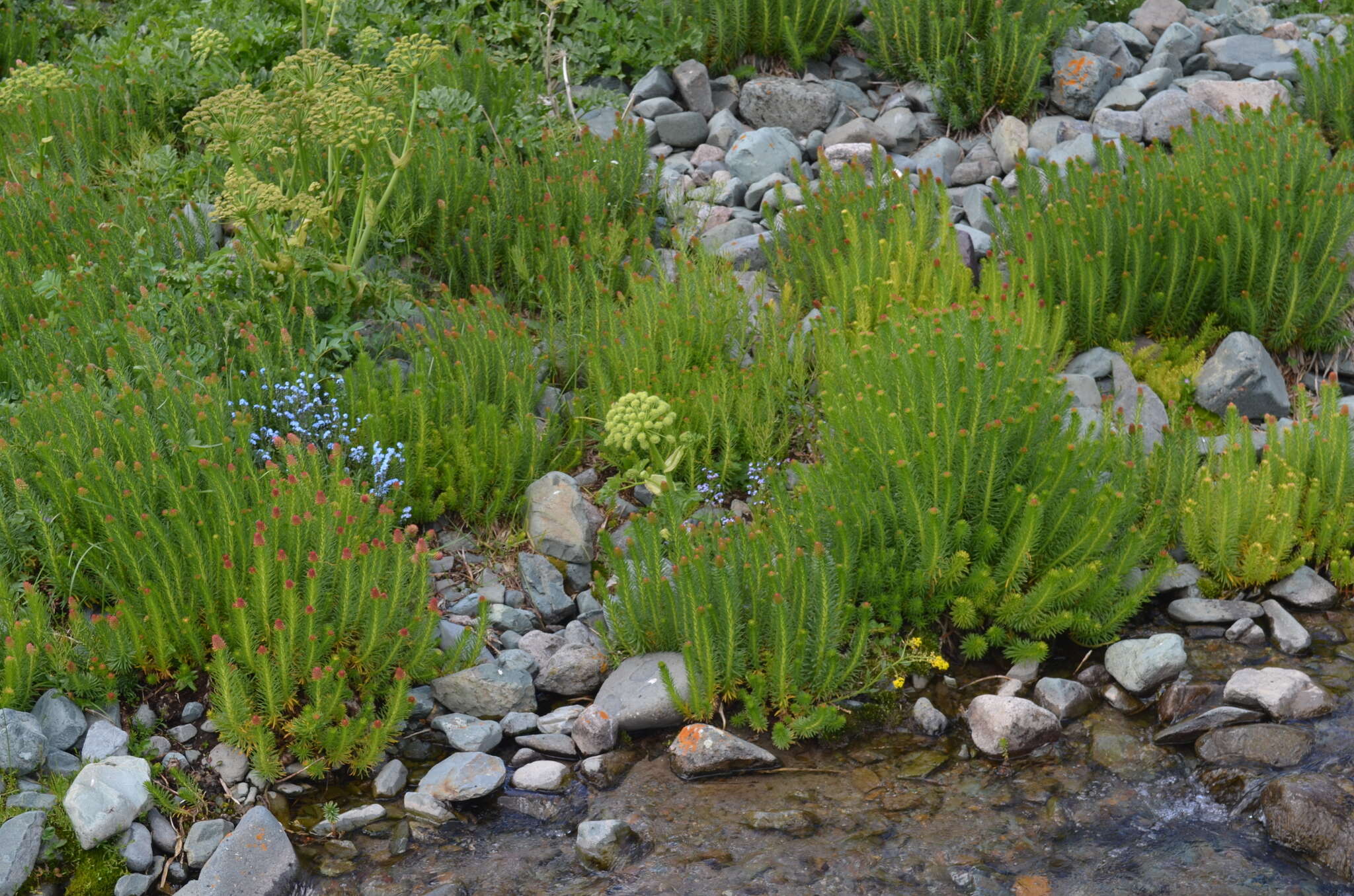 Imagem de Rhodiola semenovii (Regel & Herd.) Boriss.