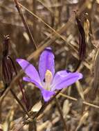 Слика од Brodiaea santarosae T. J. Chester, W. P. Armstr. & Madore