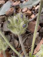 Image of beaver Indian breadroot