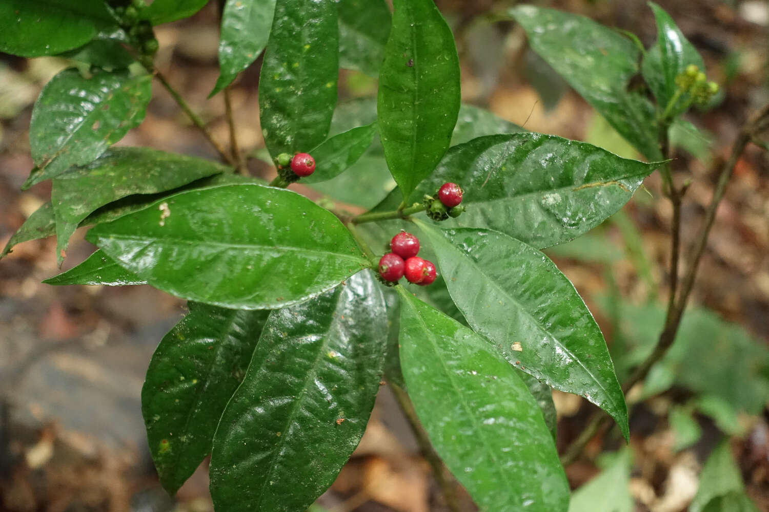 Eumachia guianensis (Bremek.) Delprete & J. H. Kirkbr. resmi