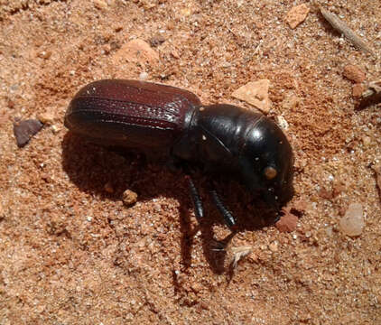 Image of Great Plains Giant Tiger Beetle