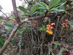 Image of Berberis psilopoda Turcz.