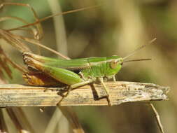 Imagem de Omocestus (Omocestus) panteli (Bolívar & I. 1887)