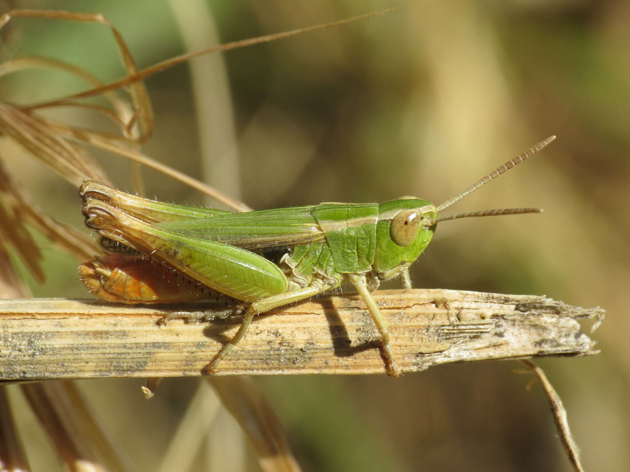 Imagem de Omocestus (Omocestus) panteli (Bolívar & I. 1887)