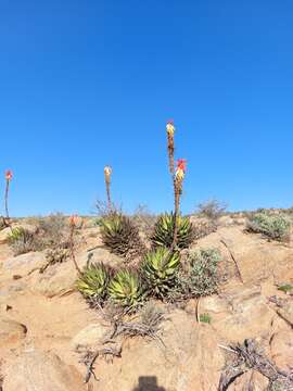 صورة Aloe melanacantha A. Berger