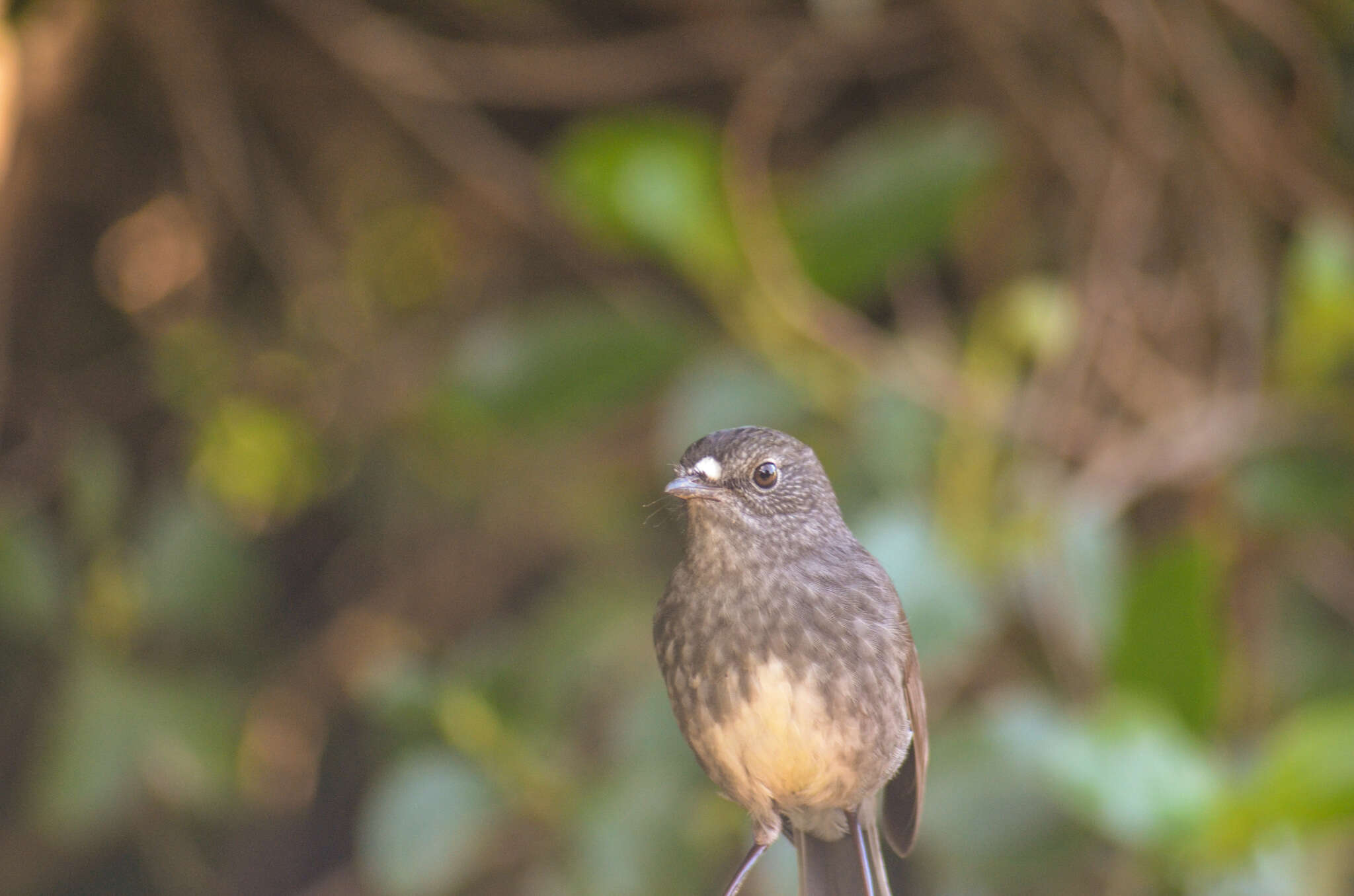 Image of North Island Robin