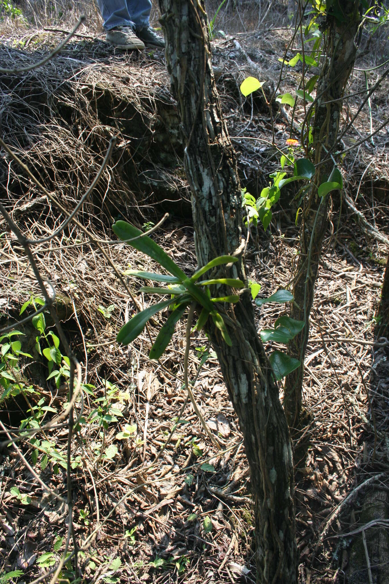 Image of Cyrtorchis arcuata (Lindl.) Schltr.