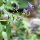 Image de Nepeta laevigata (D. Don) Hand.-Mazz.