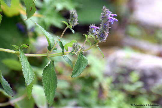 Image de Nepeta laevigata (D. Don) Hand.-Mazz.